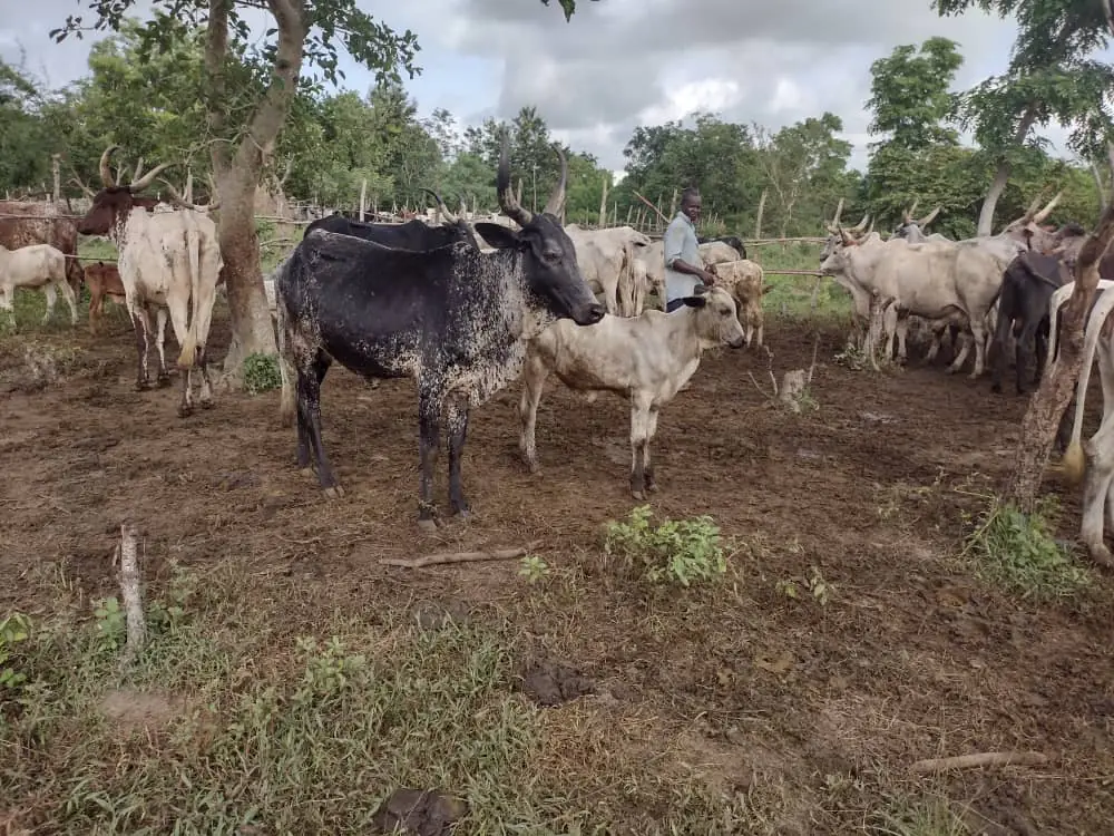 Bovins de l’élevage communautaire
