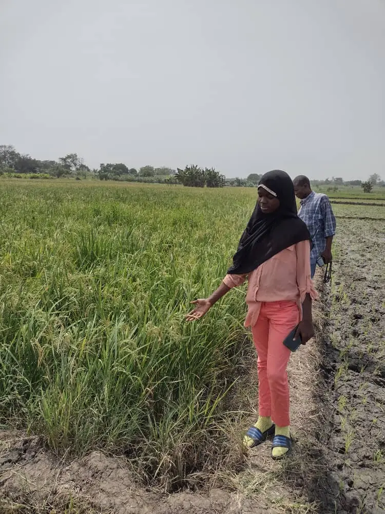 Visite de contrôle dans un champ de riz