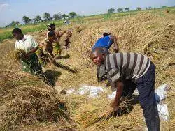 La récolte du riz, à la main