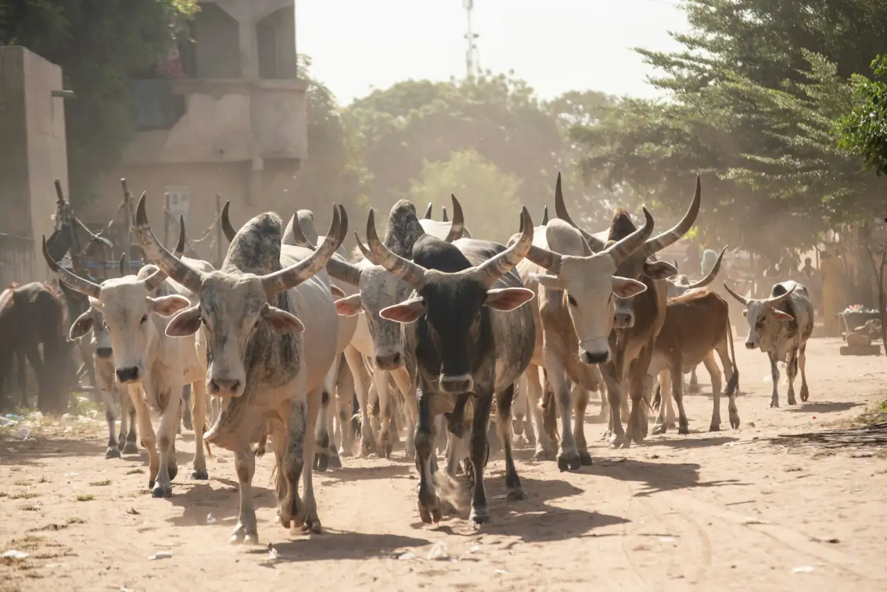Production animalière communautaire